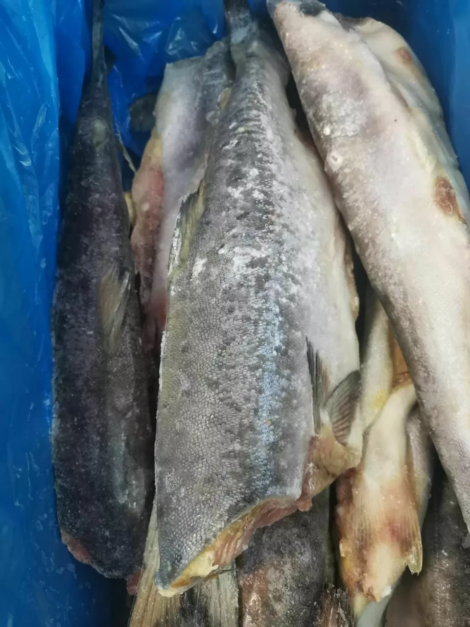 горбуша пбг, производ, рыбные продукты  в Наро-Фоминске 3