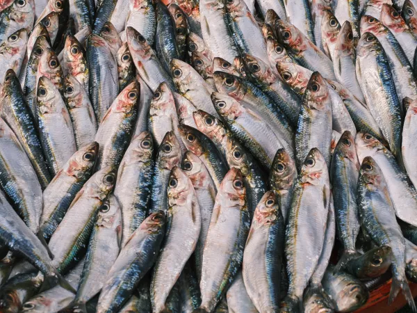 В Московской области в результате анализа ФГИС «Меркурий» установлен выпуск рыбной продукции неподтвержденного качества