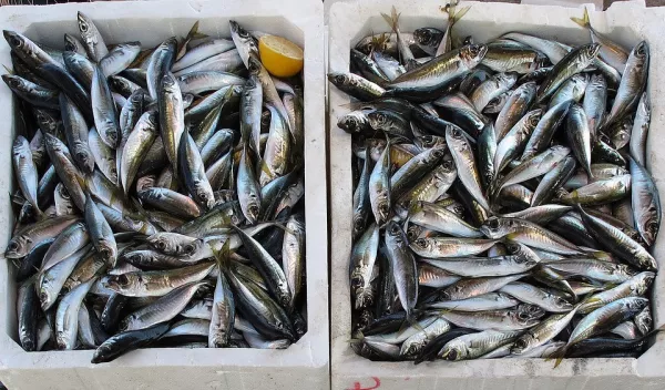 Компания по обработке рыбы и морепродуктов увеличит объёмы выпуска на 50%