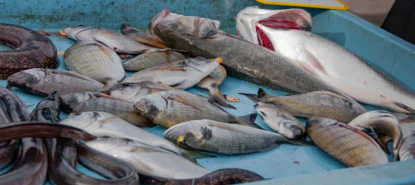Объем переработки рыбы в Московской области вырос более чем на 80% за пять лет