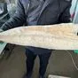 масляная рыба,с/м,филе,6+.Тихий Океан. в Наро-Фоминске