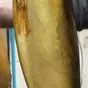 рыба холодного копчения  в Балашихе 2